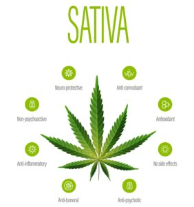 white information poster with difference of indica and sativa