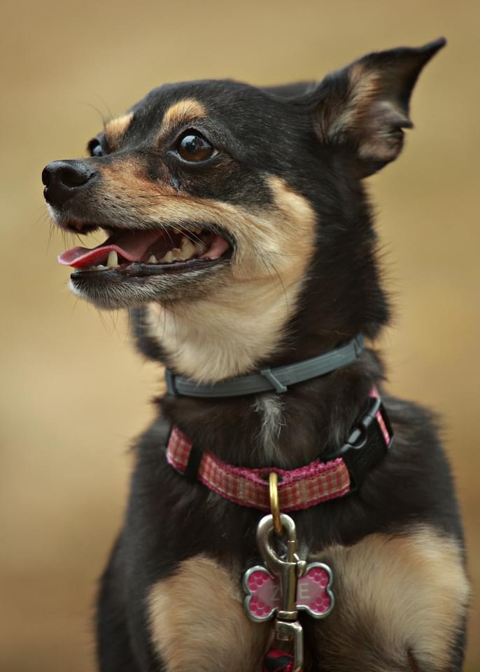 A dog at Tacoma Porchfest