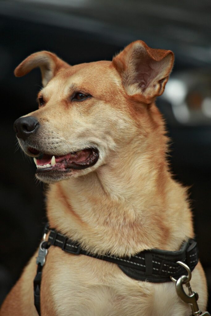 A dog at Tacoma Porchfest