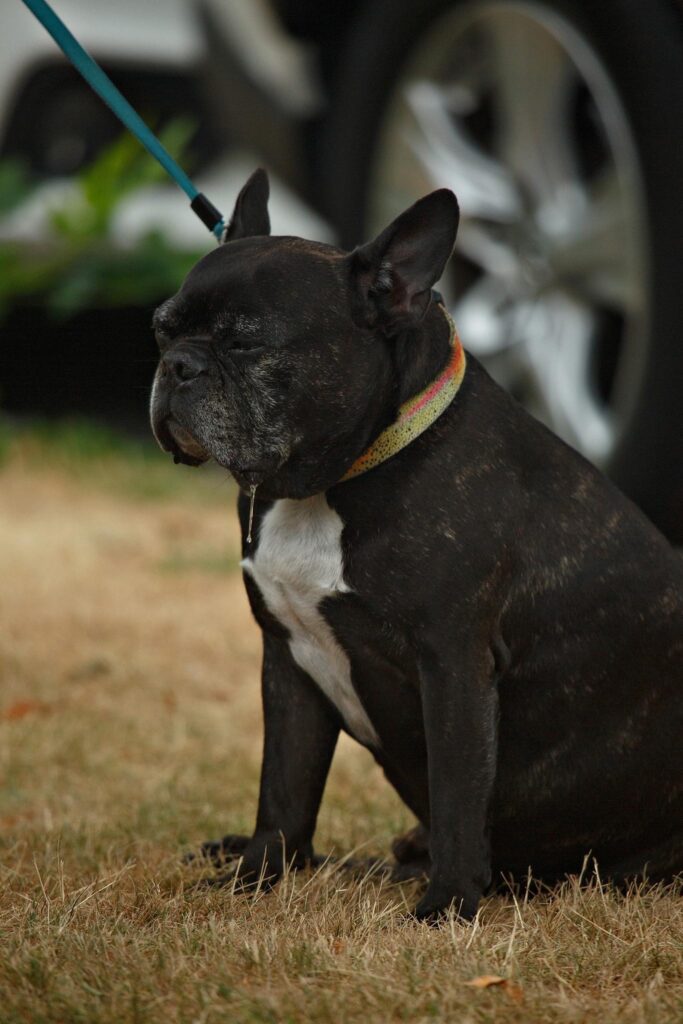 A dog at Tacoma Porchfest