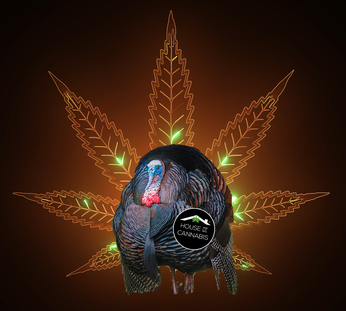 a picture of a turkey with a cannabis leaf for a tail, and a House of Cannabis button on its lapel